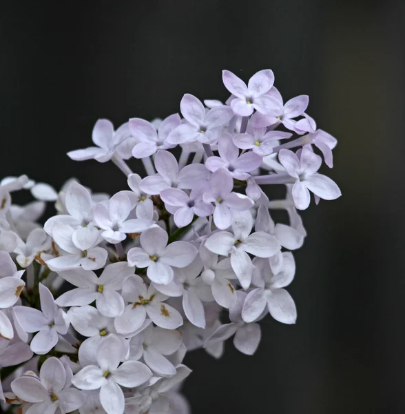 Blooming Lilac Branch — Stock Photo, Image