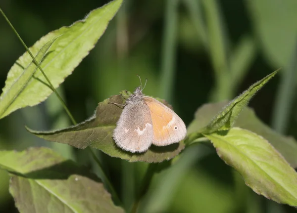 Ringlet commun — Photo