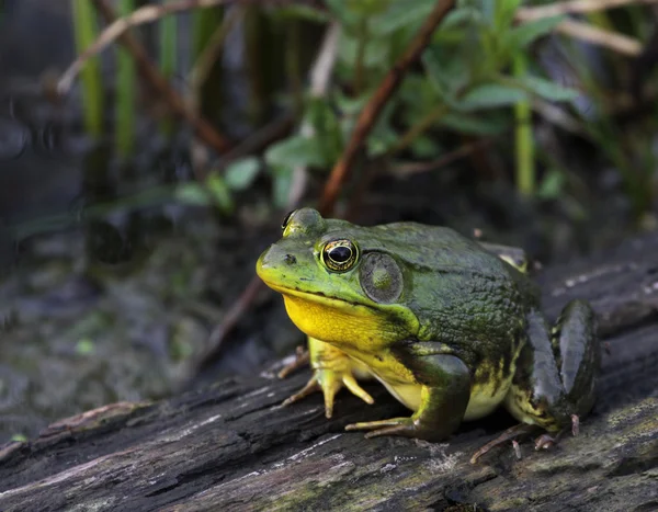 American bullfrog sitter på en stock — Stockfoto