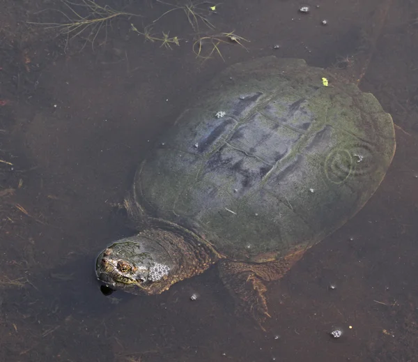 Corps de tortue serpentin — Photo