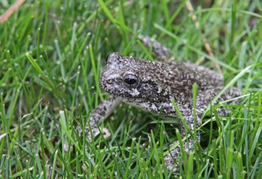 çim gri treefrog