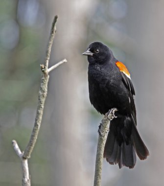 Resting Red-winged Blackbird clipart