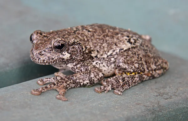 Grå lövgroda — Stockfoto