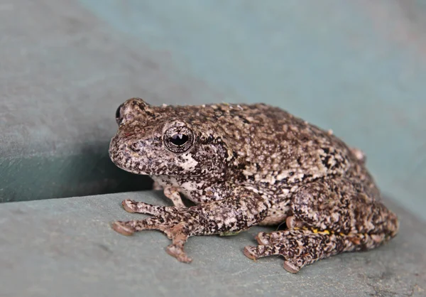 Ruhender grauer Laubfrosch — Stockfoto