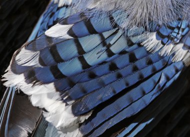 Blue Jay Feathers clipart