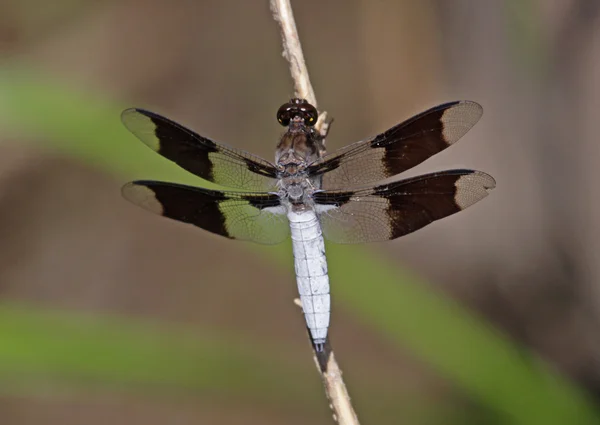 Gemensamma whitetail dragonfly — Stockfoto