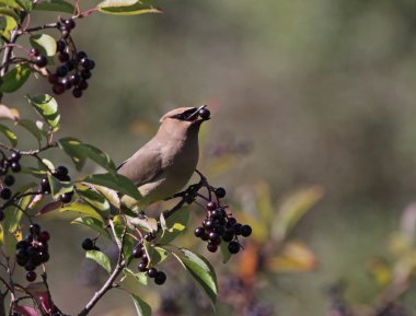 Cedar nannyberry meyve yeme ipekkuyruk
