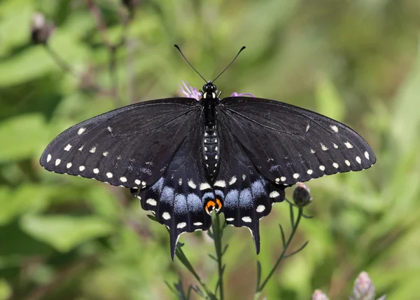 Brzusznej widzenia kobiet Wschodniej swallowtail czarny — Zdjęcie stockowe