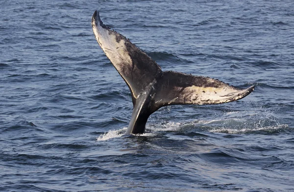 Queue de baleine à bosse — Photo