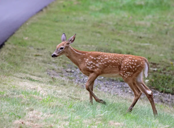 Fawn Approaching the Road — Stock Photo, Image