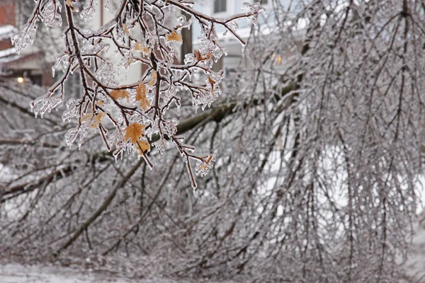 얼음 폭풍 지점 — 스톡 사진