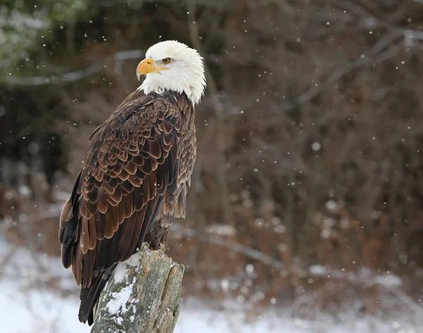 Águila calva mirando hacia atrás — Foto de Stock