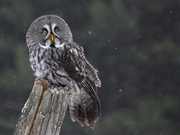 Сидя в Great Gray Owl — стоковое фото