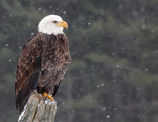 Eagle on a Post — Stock Photo, Image