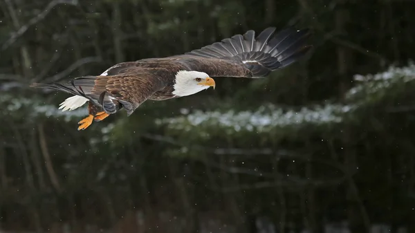 Kale adelaar tijdens de vlucht — Stockfoto