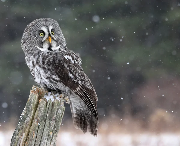 Grand hibou gris à la recherche — Photo