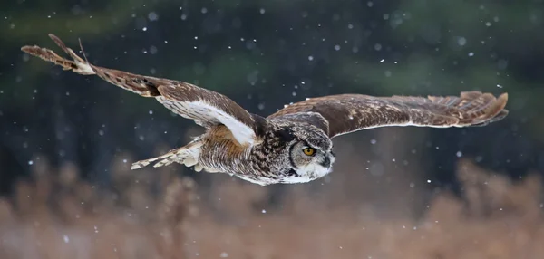 Gliding Great Horned Owl — Stock Photo, Image