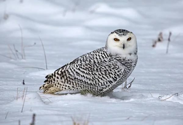 Snowy Owl in the Snow — Stock Photo, Image
