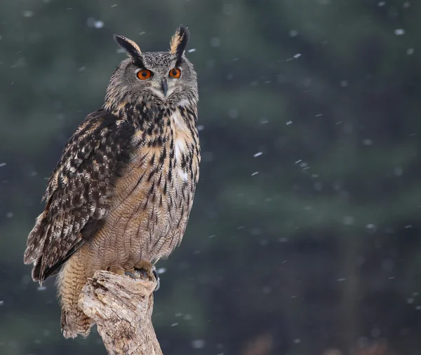 Eurasian Eagle-Owl — Stock Photo, Image