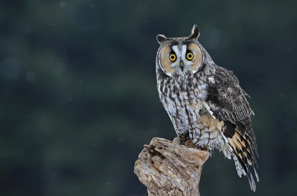 Grazioso gufo dalle orecchie lunghe — Foto Stock