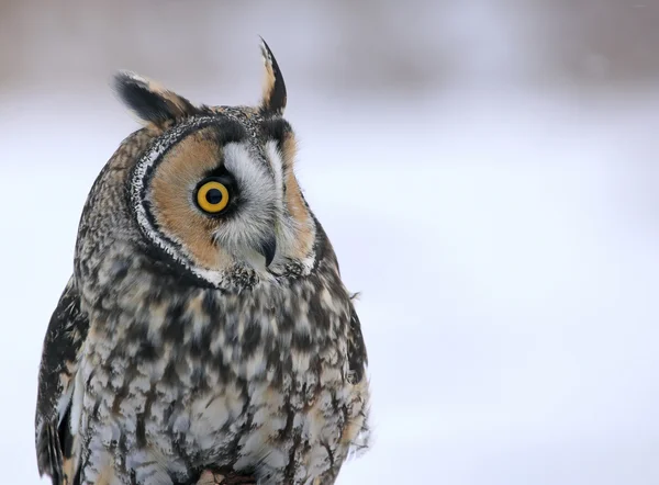 Profil de Hibou des marais — Photo