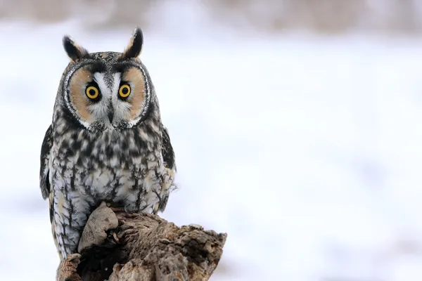 Long-eared Owl on a Perch — Stock Photo, Image