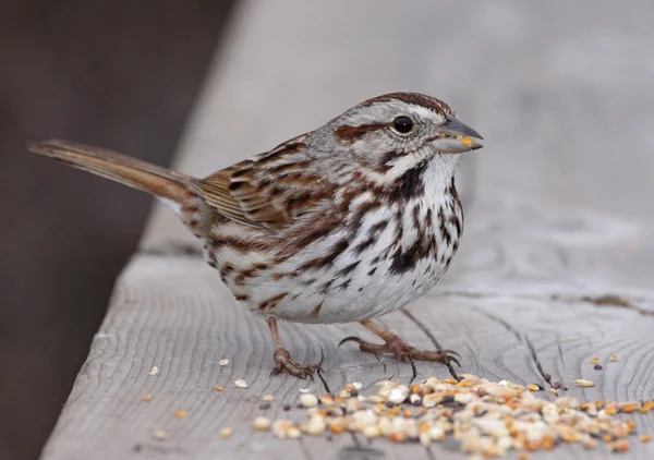 Jíst Song Sparrow — Stock fotografie