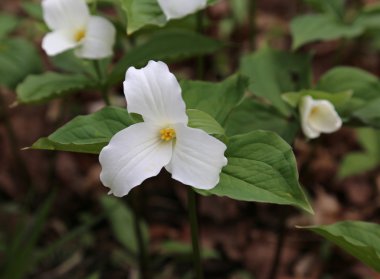 Beyaz Trillium atış