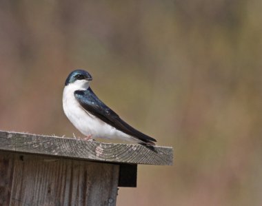Tree Swallow Looking Back