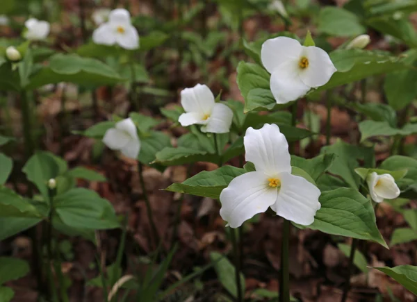 Blommande vit Trilliums — Stockfoto