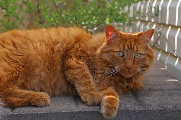 Gato Tabby laranja focado — Fotografia de Stock