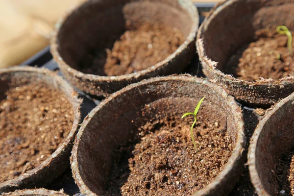 Jalapeno Pepper Seedling — Stock Photo, Image