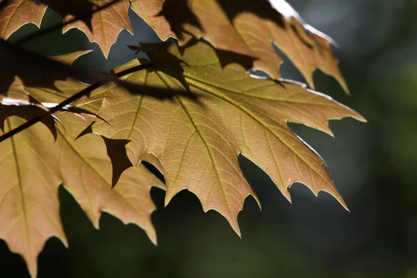 Golden Colored Maple Leaves — Stock Photo, Image