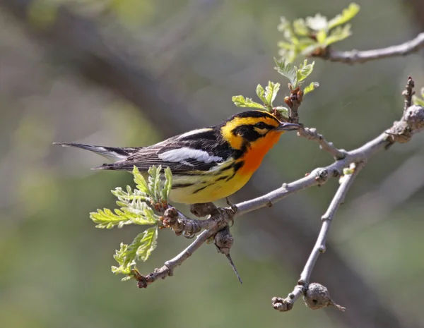 Warbler Blackburniano encaramado — Foto de Stock