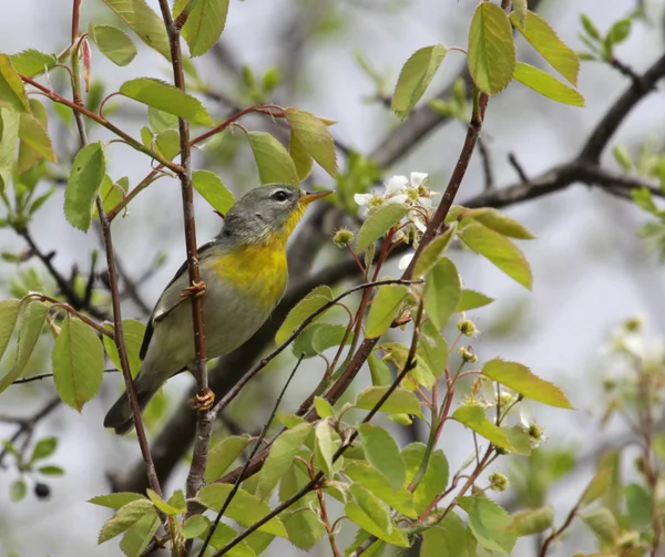 Nordparula in einem Baum — Stockfoto