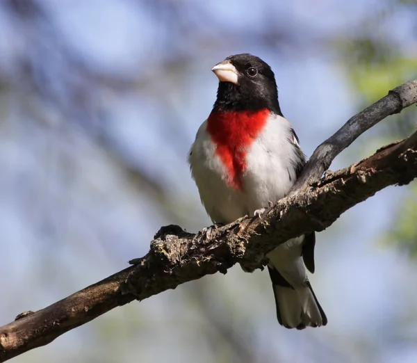 Masculino Rose-Breasted Grosbeak — Fotografia de Stock