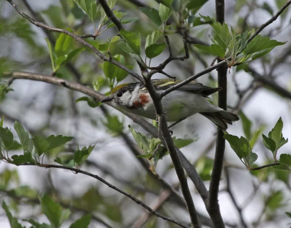 Chestnut-sided Warbler — Stock Photo, Image