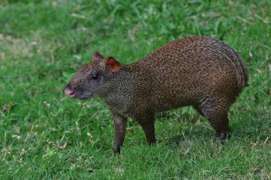 Orta Amerika Agouti (Dasyprocta punctata) beslemesi, Playa Del Carmen, Meksika yakınlarında çekildi.