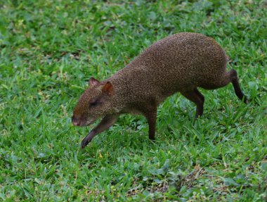 Orta Amerika Agouti (Dasyprocta punctata), Meksika Playa Del Carmen yakınlarında vurularak öldürüldü..