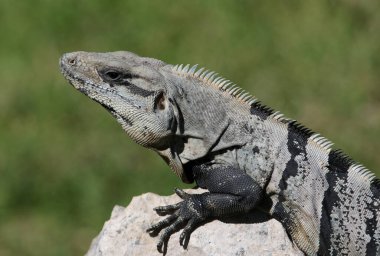 Meksika, Playa Del Carmen 'de çekilen bir kayanın üzerinde oturan Kara Dikenli Iquana' nın (Ctenosaura similis) yüzü.