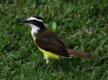 Büyük bir Kiskadee (Pitangus sulphuratus), Meksika Playa Del Carmen 'de vurularak öldürüldü..