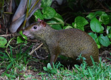 Orta Amerika Agouti (Dasyprocta punctata) beslemesi, Playa Del Carmen, Meksika yakınlarında çekildi.
