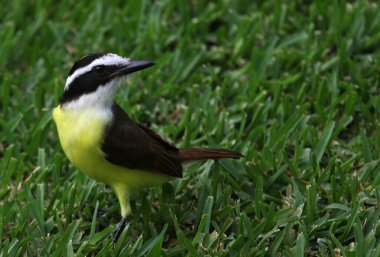Büyük bir Kiskadee (Pitangus sulphuratus), Meksika Playa Del Carmen 'de vurularak öldürüldü..