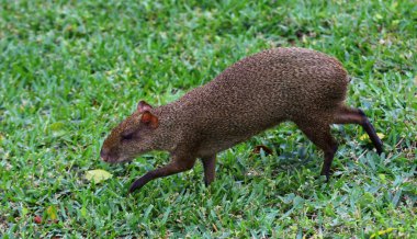 Orta Amerika Agouti (Dasyprocta punctata), Meksika Playa Del Carmen yakınlarında vurularak öldürüldü..