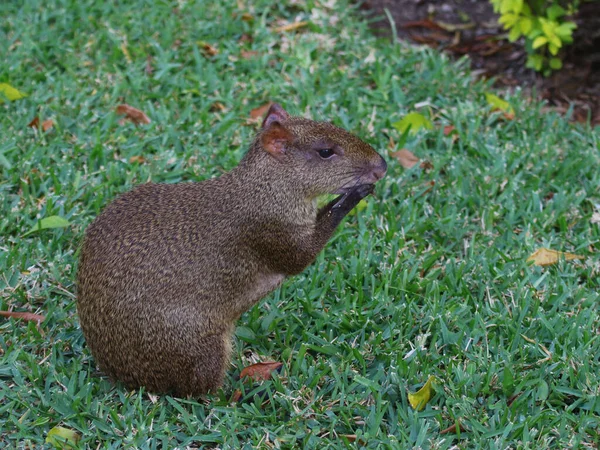 Orta Amerika Agouti (Dasyprocta punctata) beslemesi, Playa Del Carmen, Meksika yakınlarında çekildi.