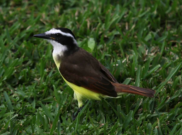 Büyük bir Kiskadee (Pitangus sulphuratus), Meksika Playa Del Carmen 'de vurularak öldürüldü..