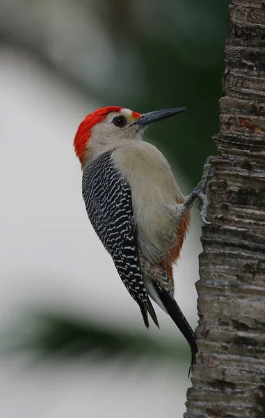Golden Fronted Woodpecker Melanerpes Aurifrons Perched Tree Shot Playa Del — Stock Photo, Image