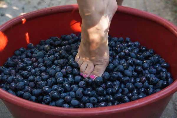 Kvinnliga fötter krossning druvor att göra vin — Stockfoto