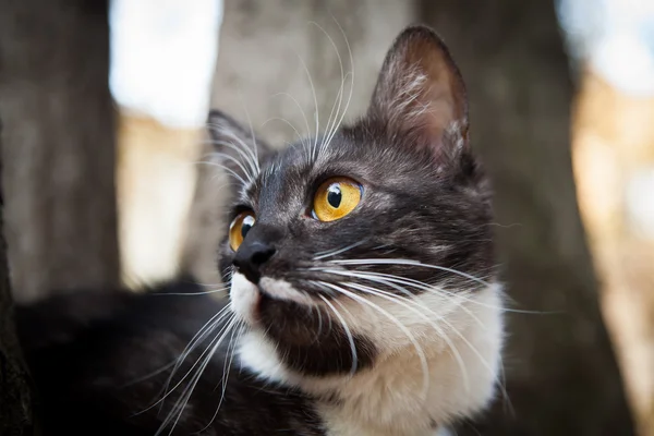 Um gato assustado em uma árvore — Fotografia de Stock