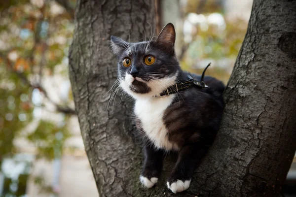 Um gato assustado em uma árvore — Fotografia de Stock